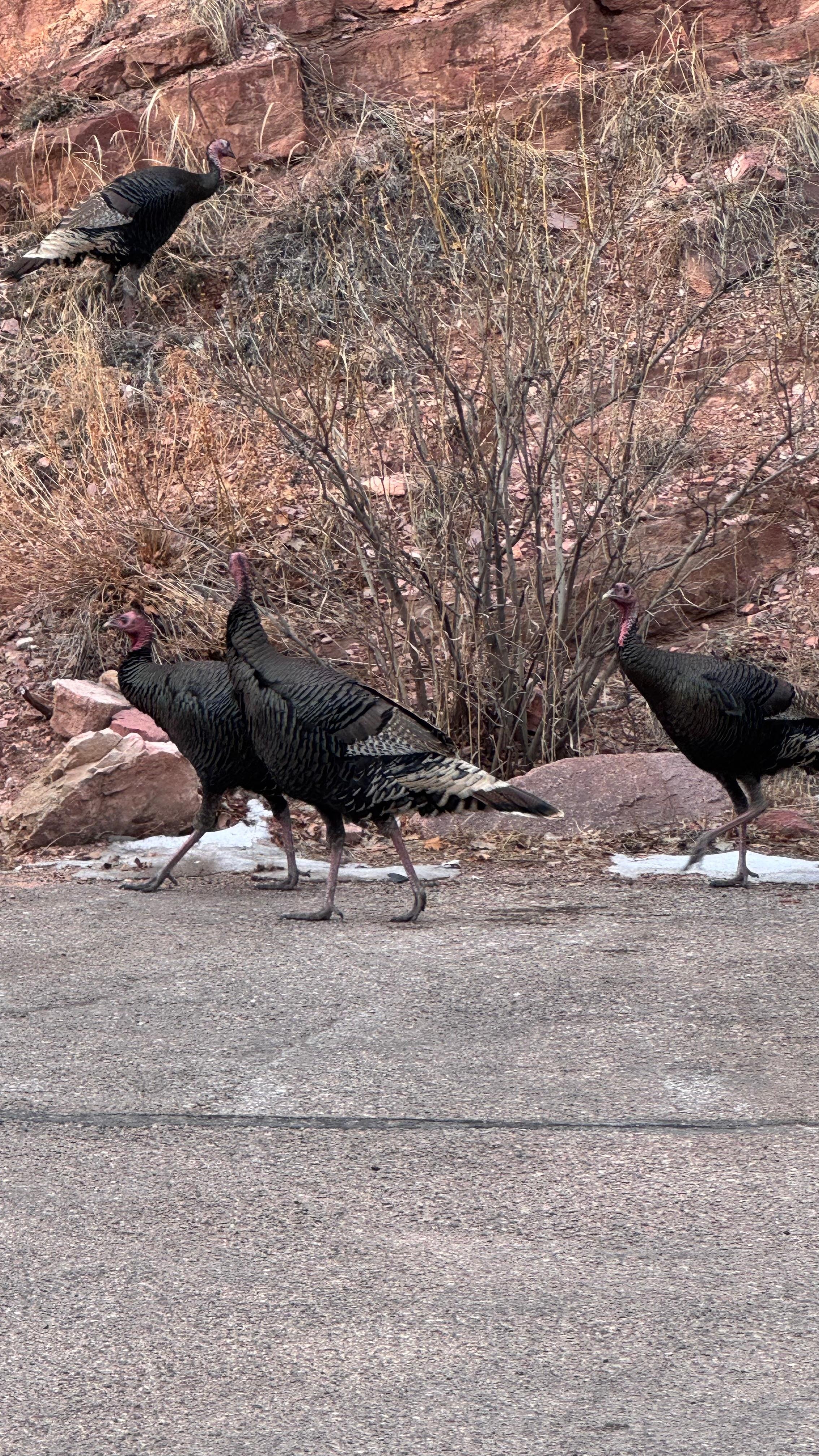 Lots of nature and wildlife.  Taken in the parking lot next to the castle and breakfast buffet.