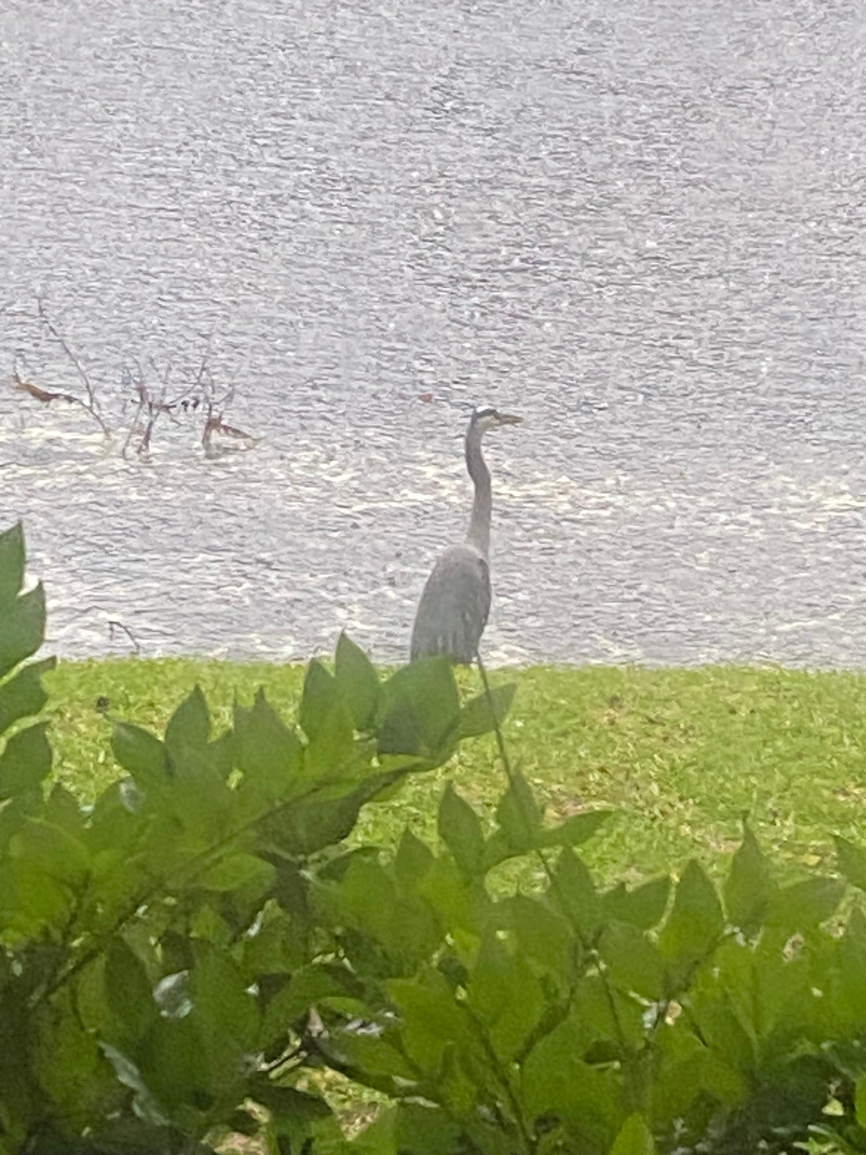 Window wildlife 