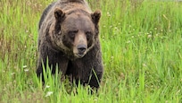 Boo the bear