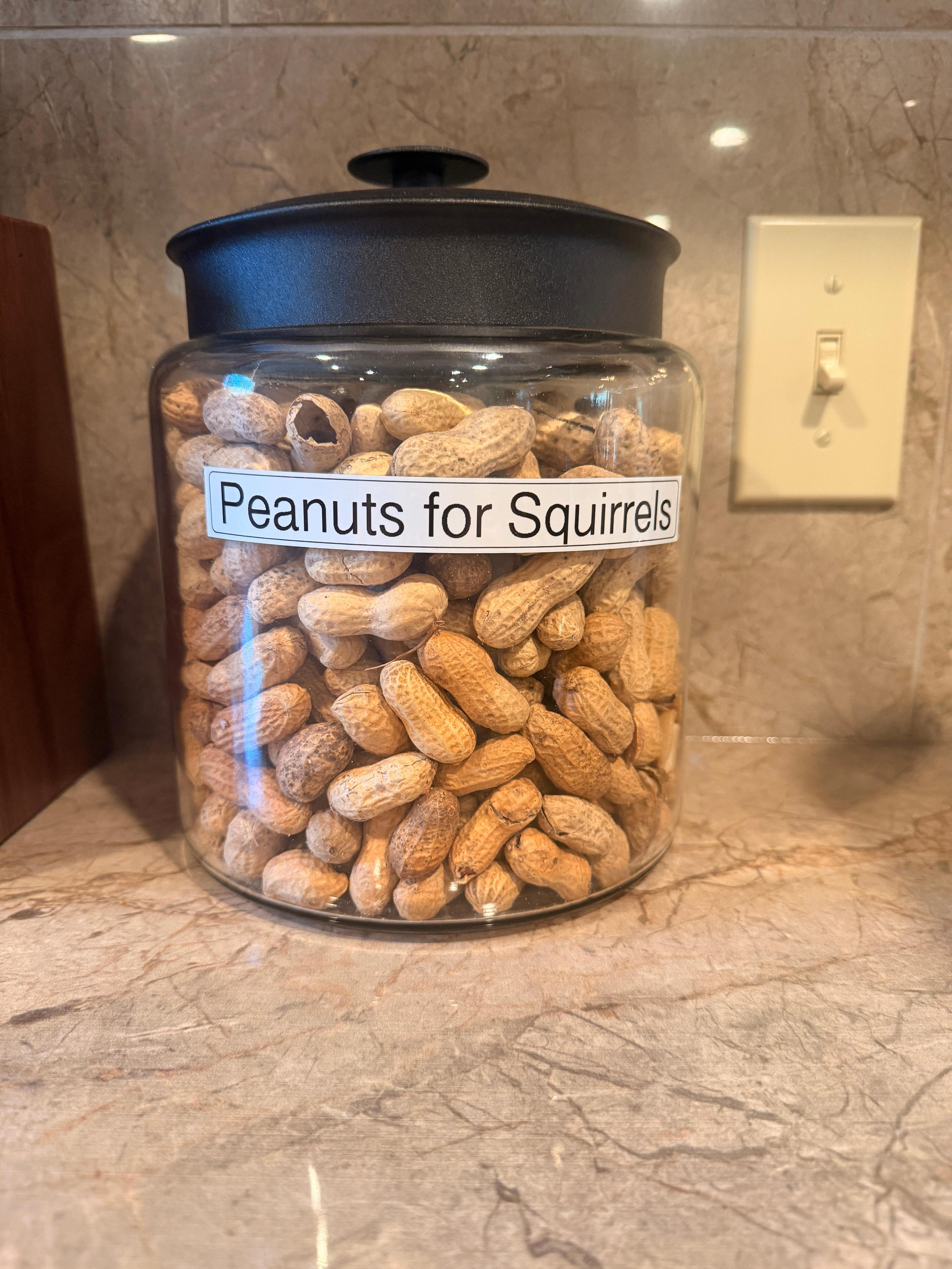 Cute little surprises in the home! Nephews had a lot of fun feeding the squirrels :) 
