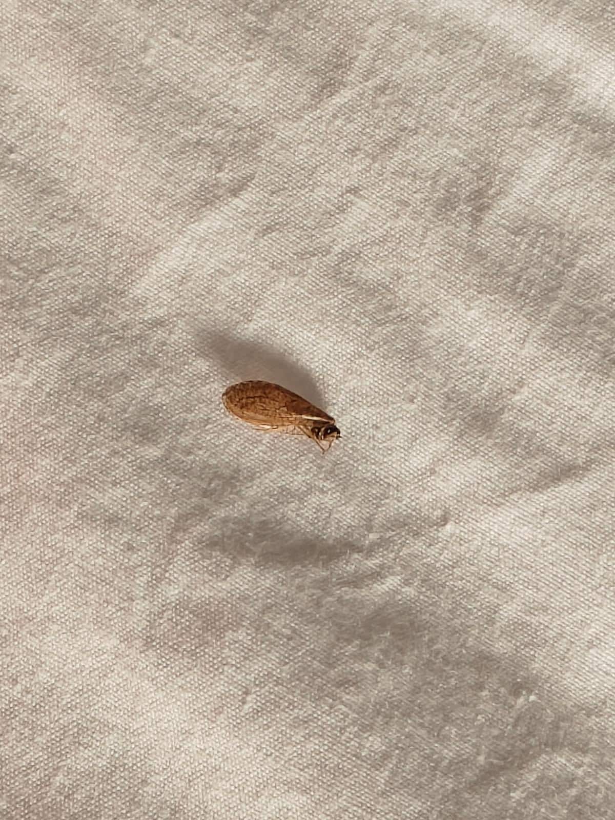 Bugs in bed
