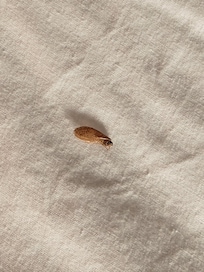 Bugs in bed