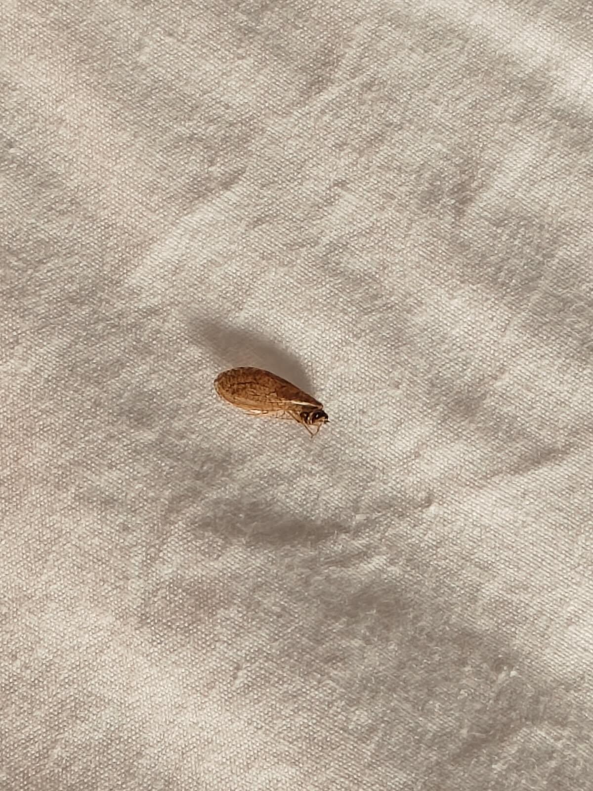 Bugs in bed