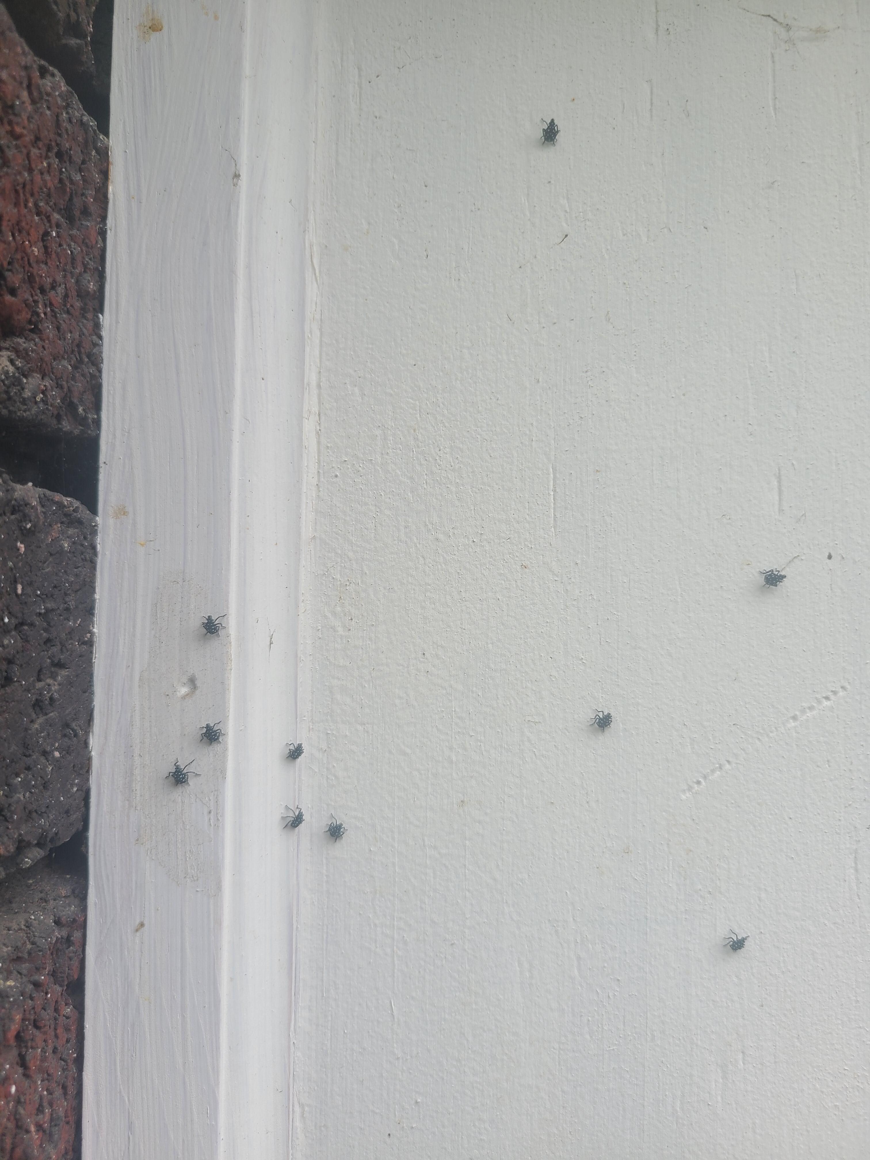 There were bugs all over every window on the outside of the house! Super gross!!
