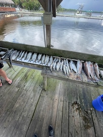 From a local fishing charter, Nichols charters to be exact, only 4 miles from the house