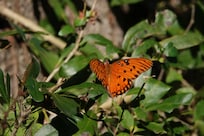 Gulf fritillary butterfly