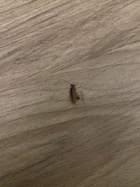 Also in the bed are bugs my son skin was too red and itching.