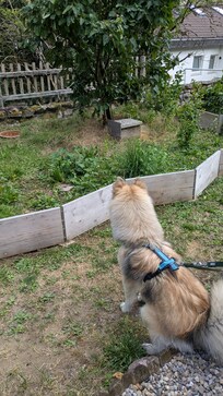 Fremdartiger Mitbewohner im Garten...