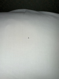 Bug on the pillow in the room.