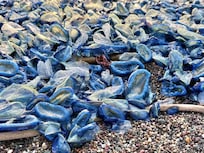 Velella Velella. Amazing.