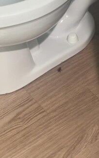Cockroach