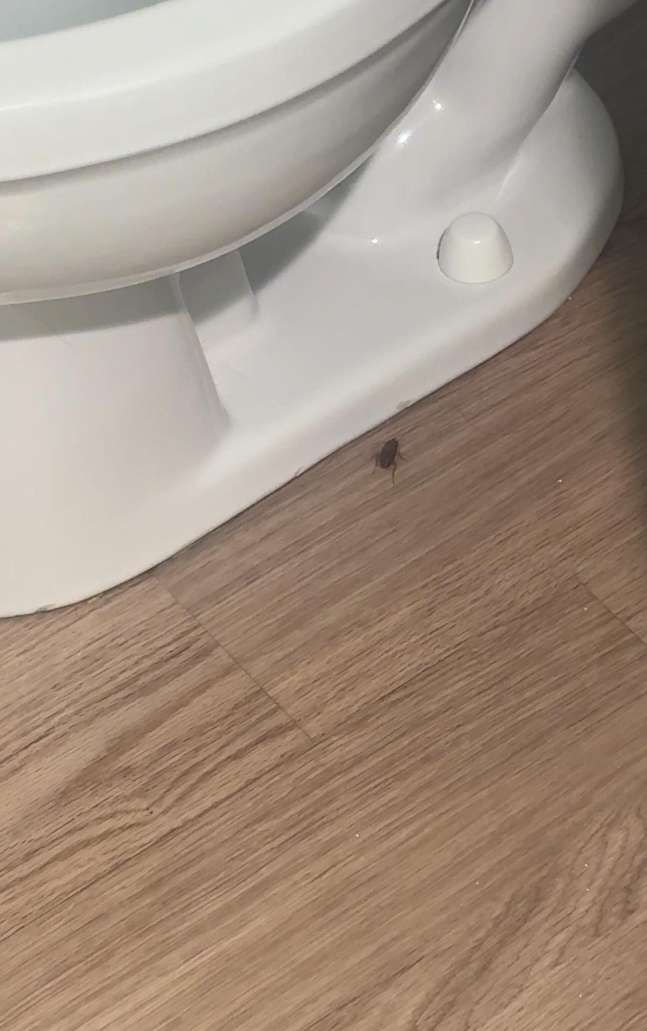 Cockroach 