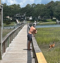 Marsh walkway with a deer visitor