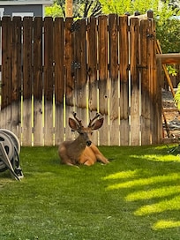 Our neighborhood deer