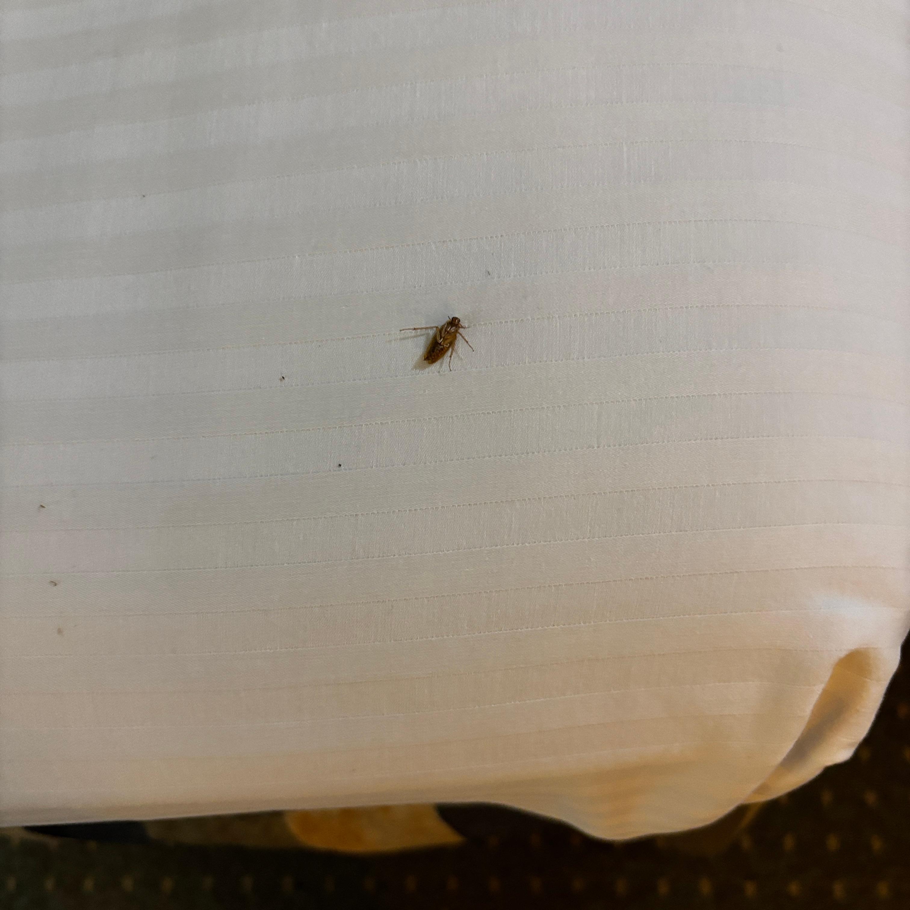 A dead roach on the bed disgusting!