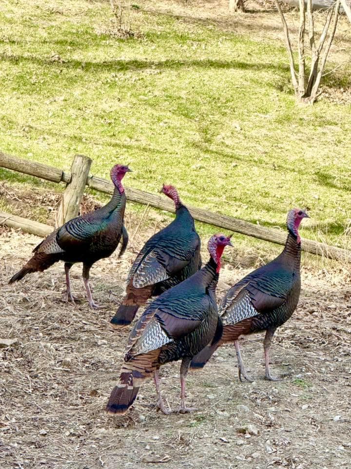 The loveliest turkeys you'll ever see.