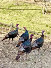 The loveliest turkeys you'll ever see.
