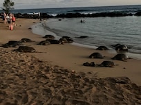 Turtles coming in at dusk, Poipu Beach Park