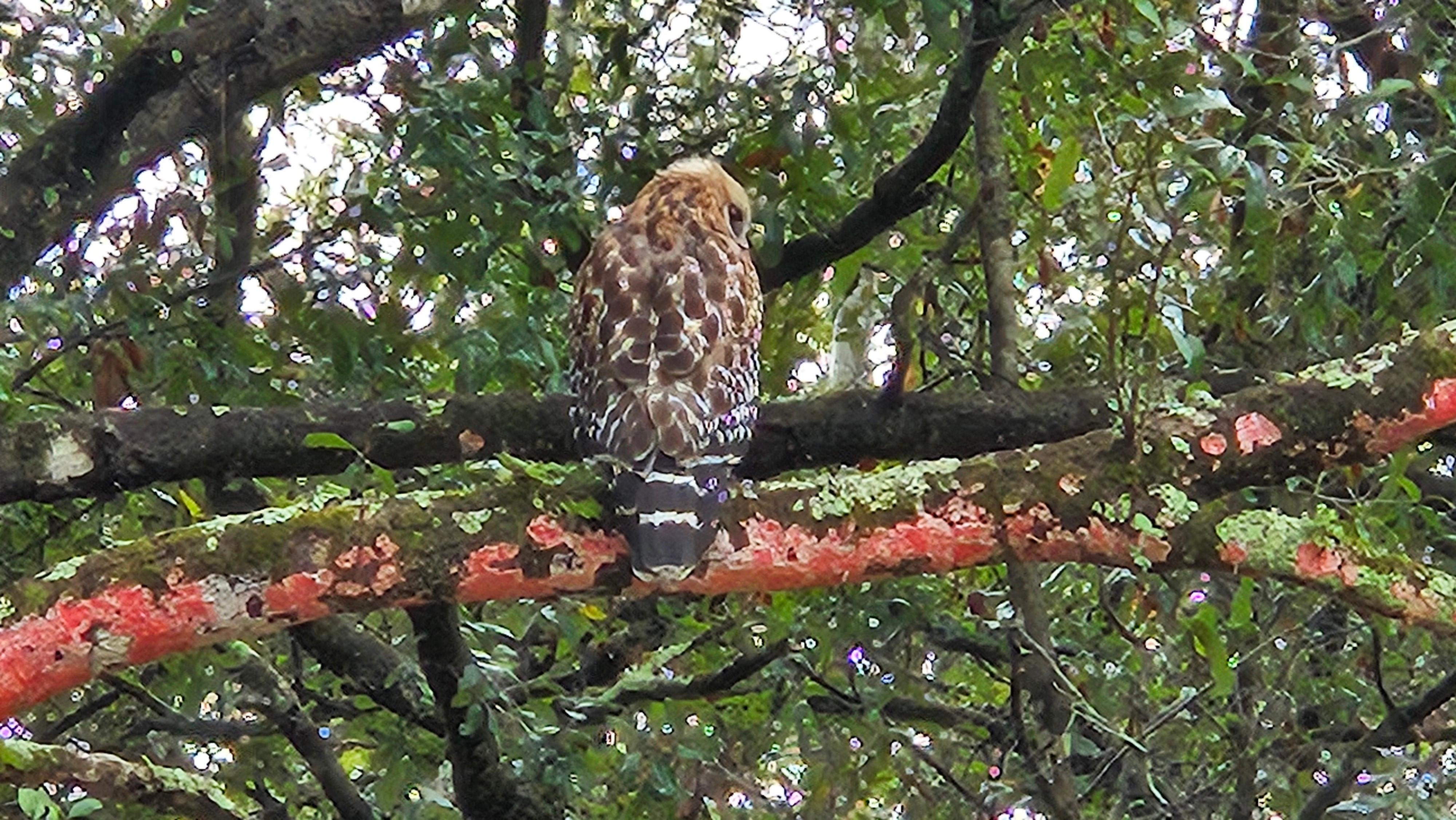 Hawk in the back yard