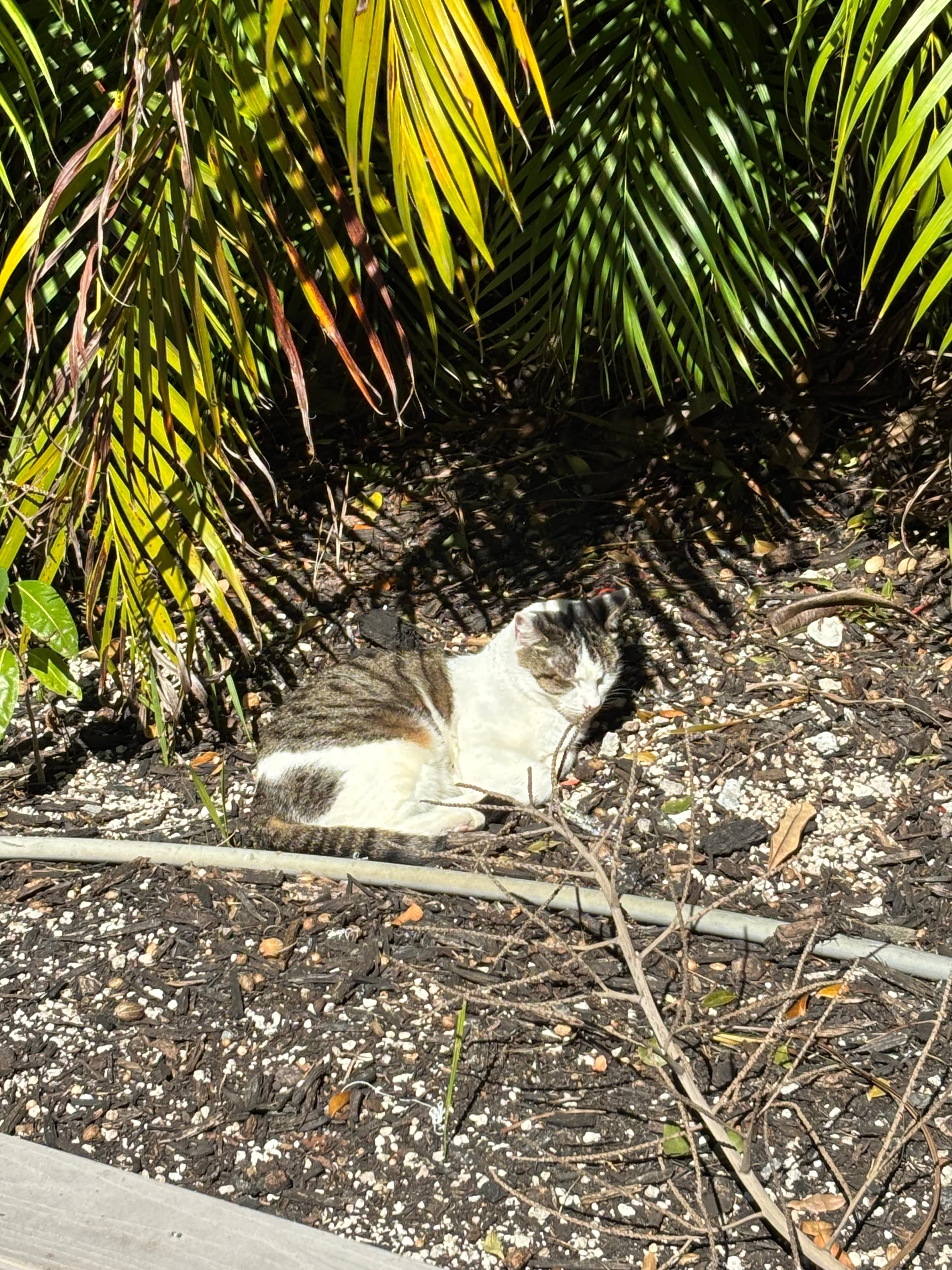 Sweet little cat who  hags out around the property 
