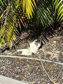 Sweet little cat who hags out around the property