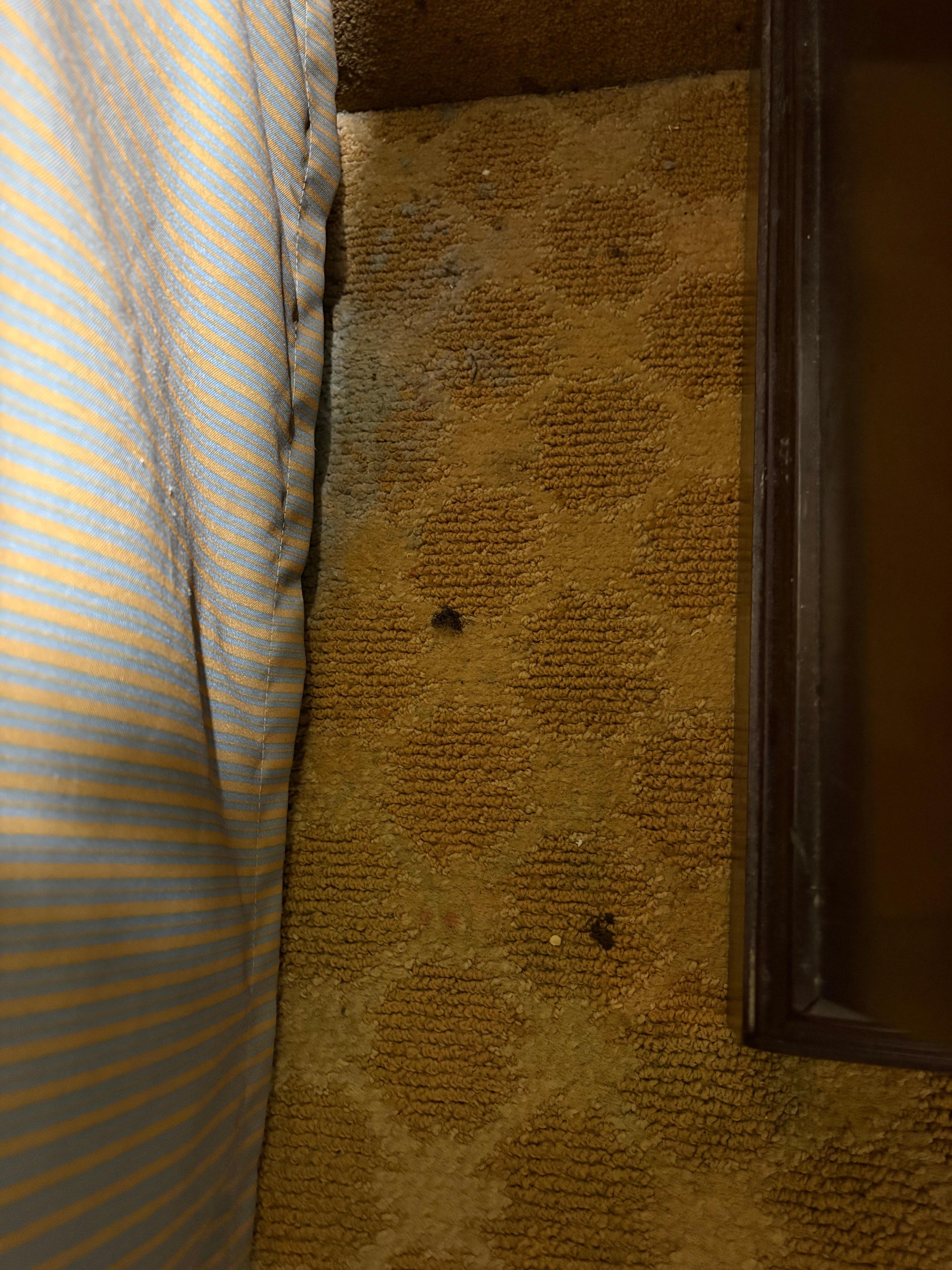 Undescrible and unrecognisable trash and filth matted in an unvaccumed and unclean carpet at the bedside