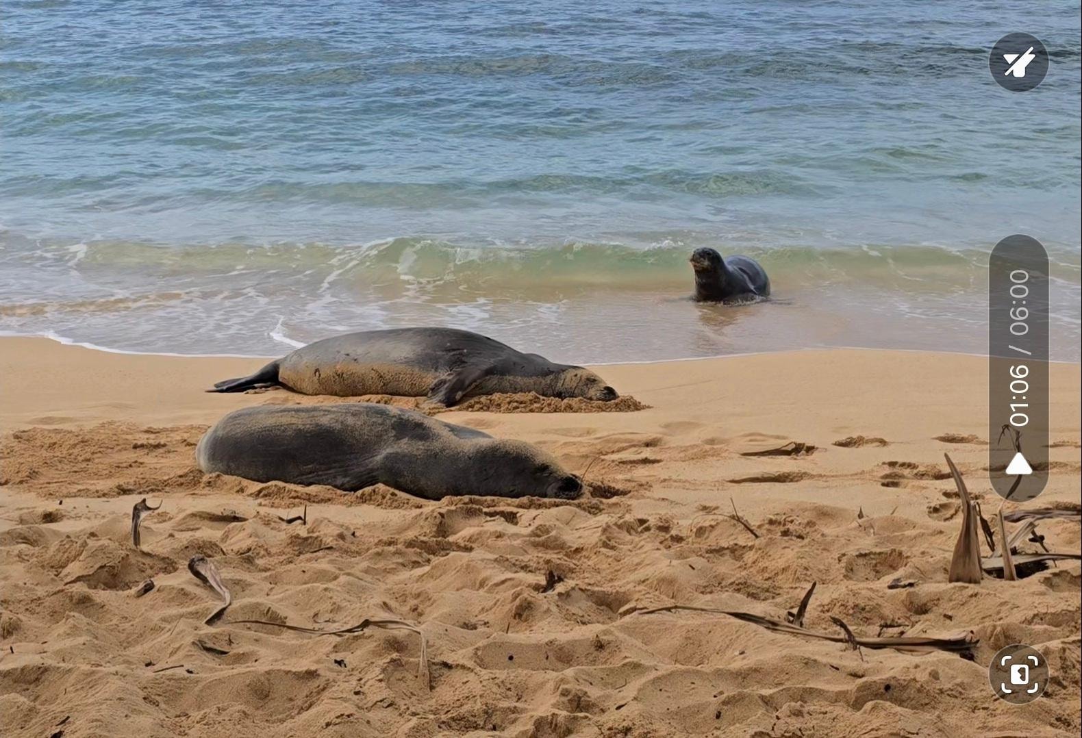 Monk seals edge of property on Popui beach