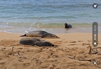Monk seals edge of property on Popui beach