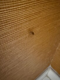 Numerous cockroaches in bathroom
