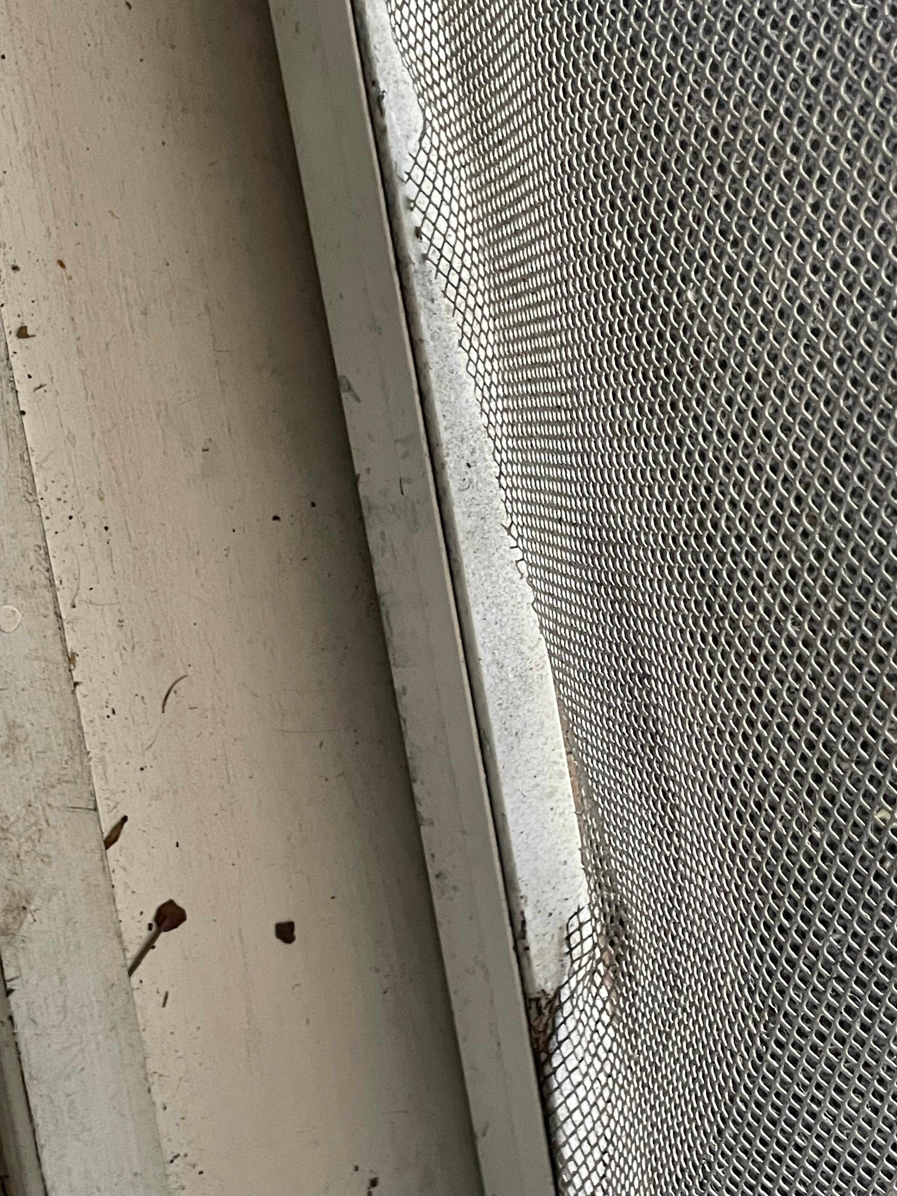 Front screen door 