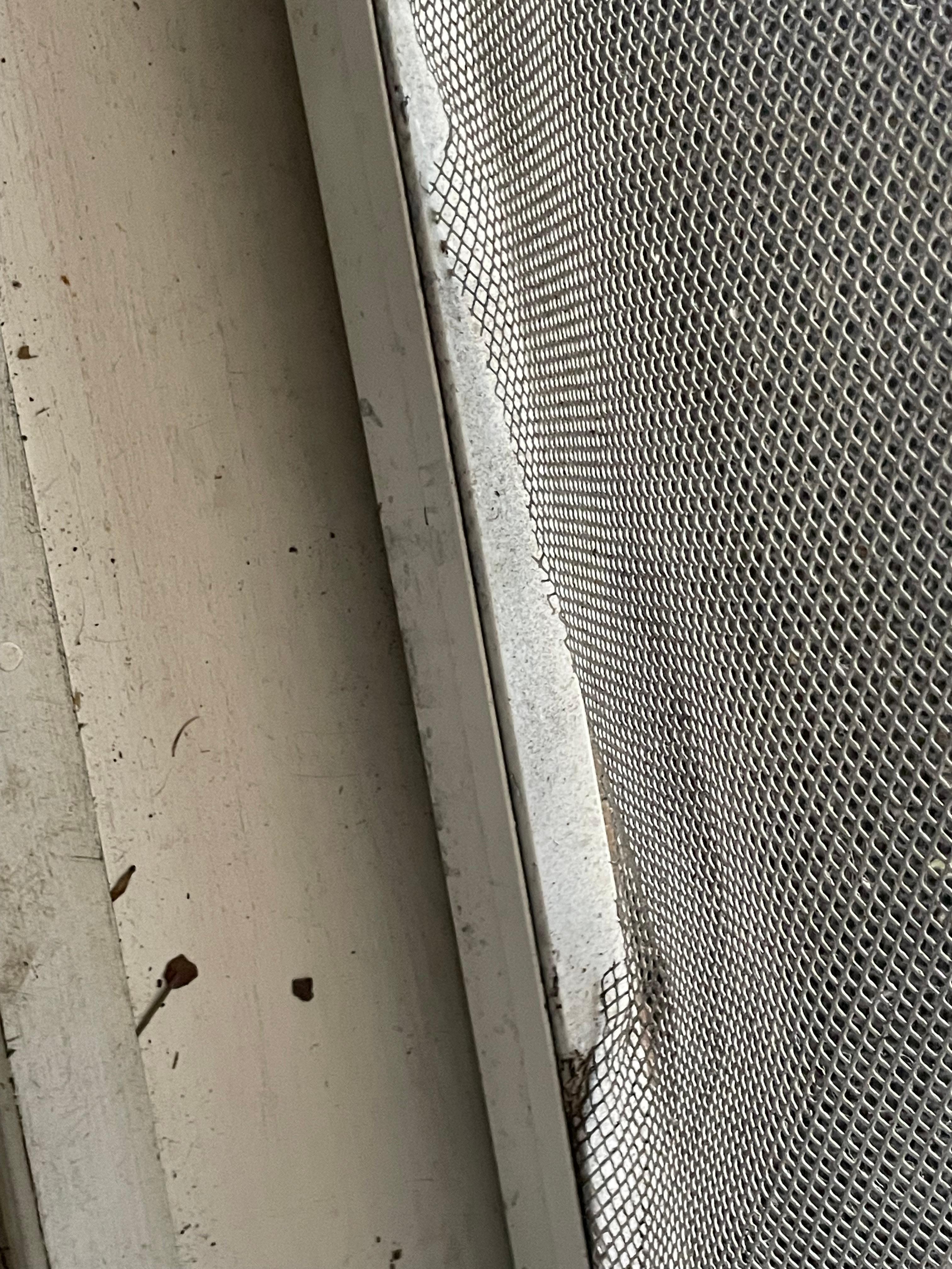 Front screen door 