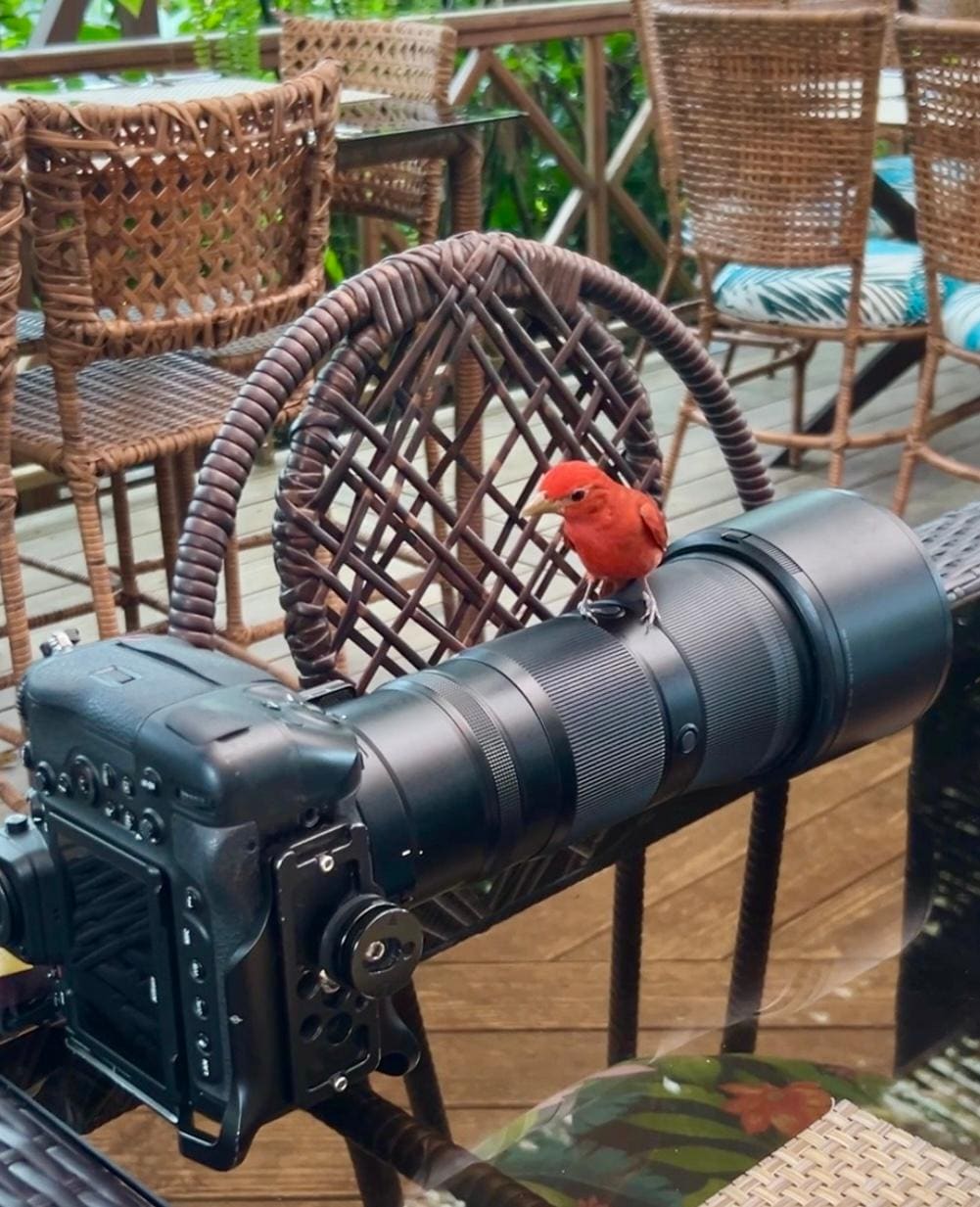 My new friend- summer tanager. 📸. Paradise for photographers 