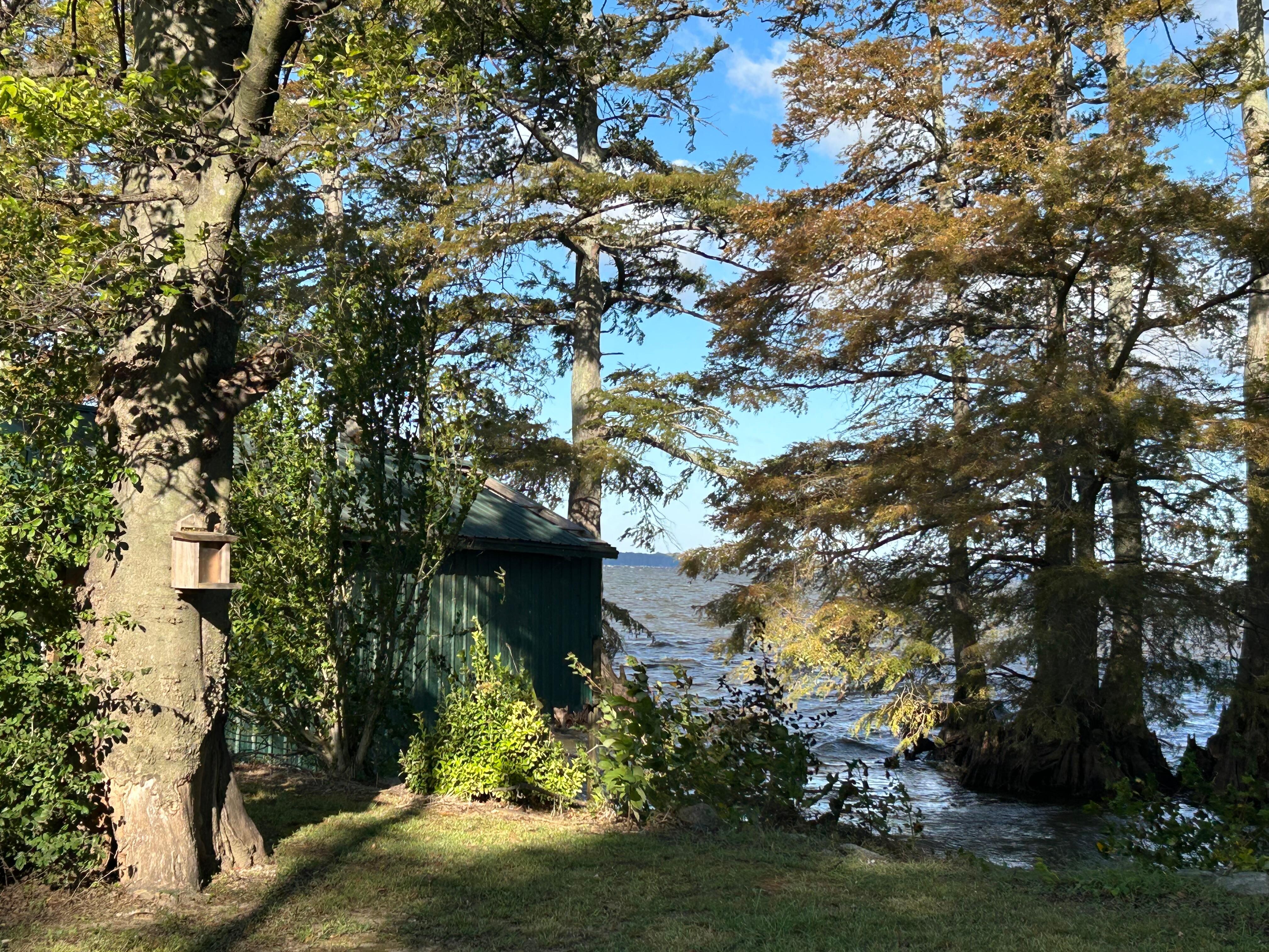View of Reelfoot Lake 