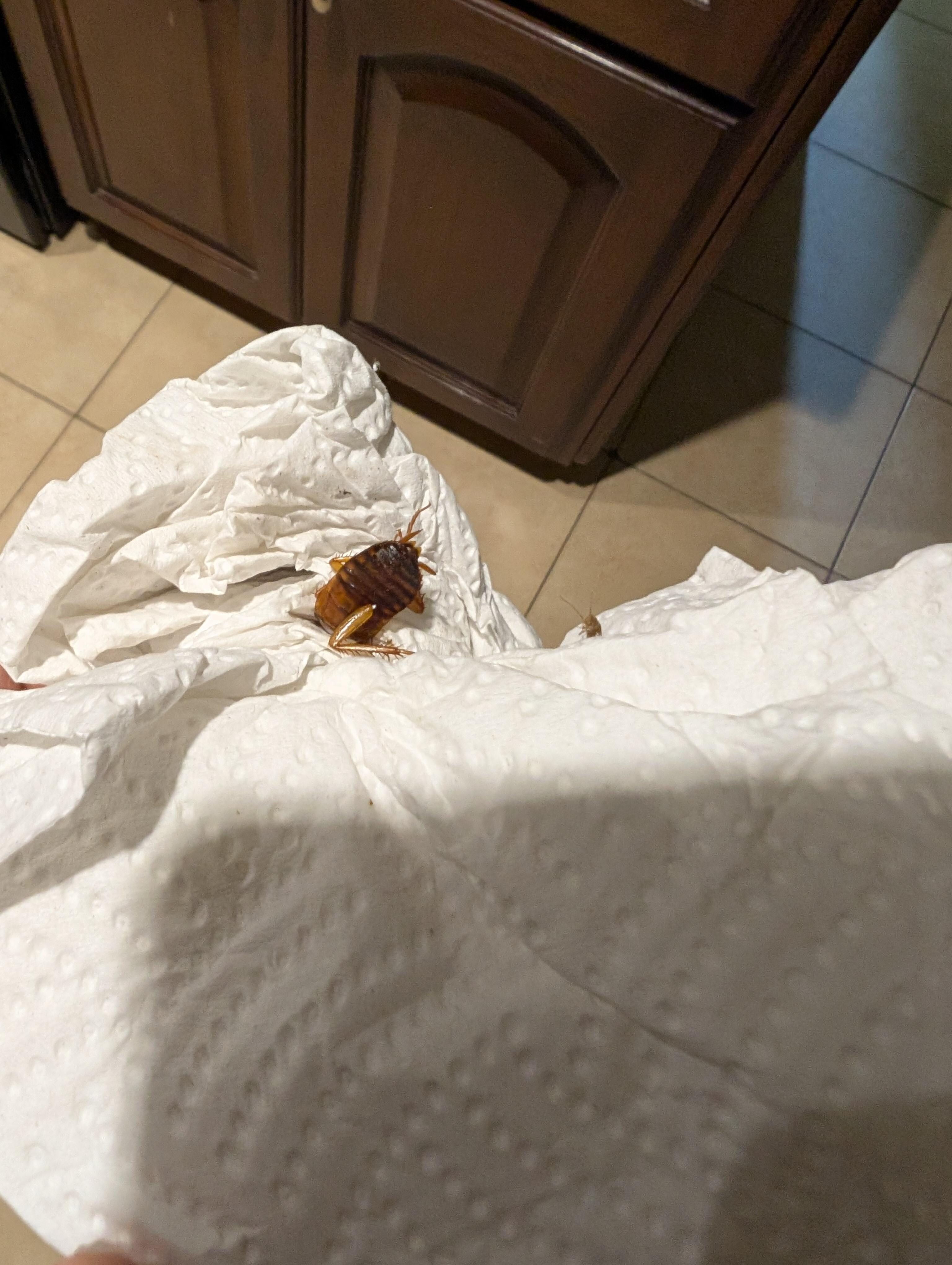 Bugs in kitchen