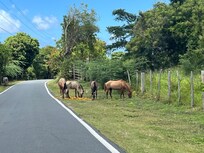 Wild horses all around the island