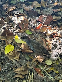 グリーン島には、絶滅しかけたナンポウクイナがいました。可愛かったです。