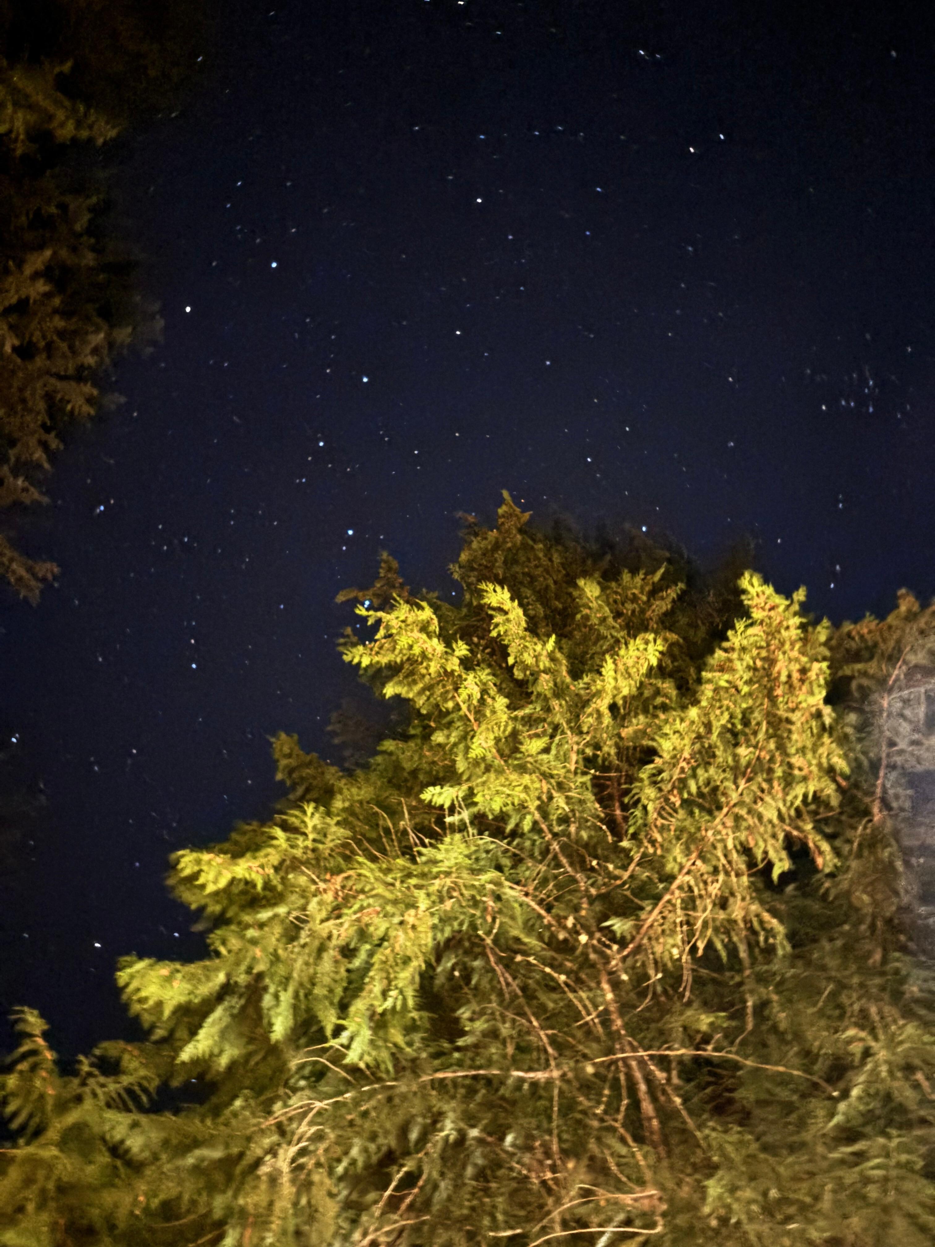 The stars by the fire pit!