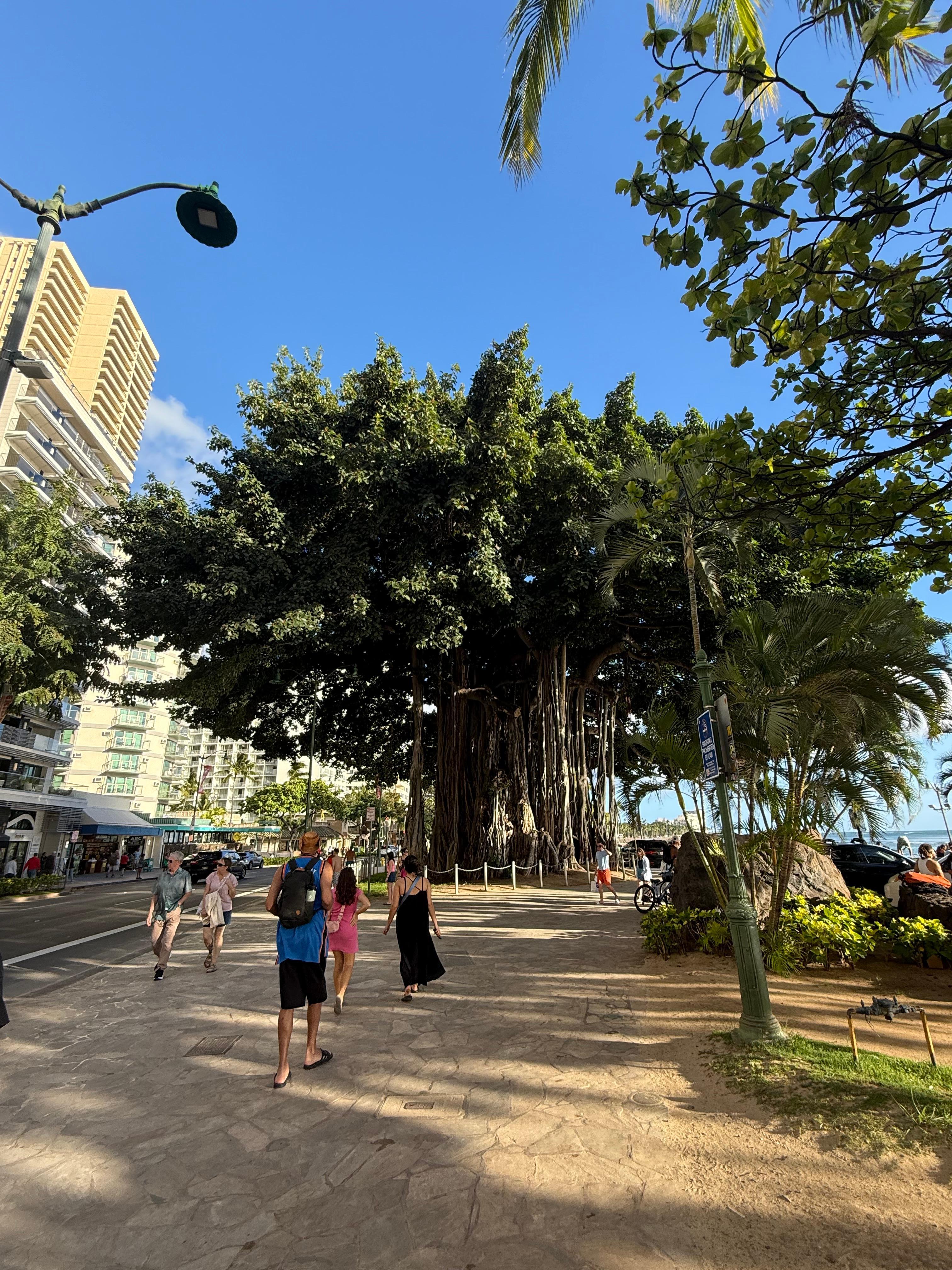 The tree across the street from the hotel 