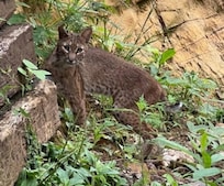 Blessed to spot this visitor who did not stick around long.