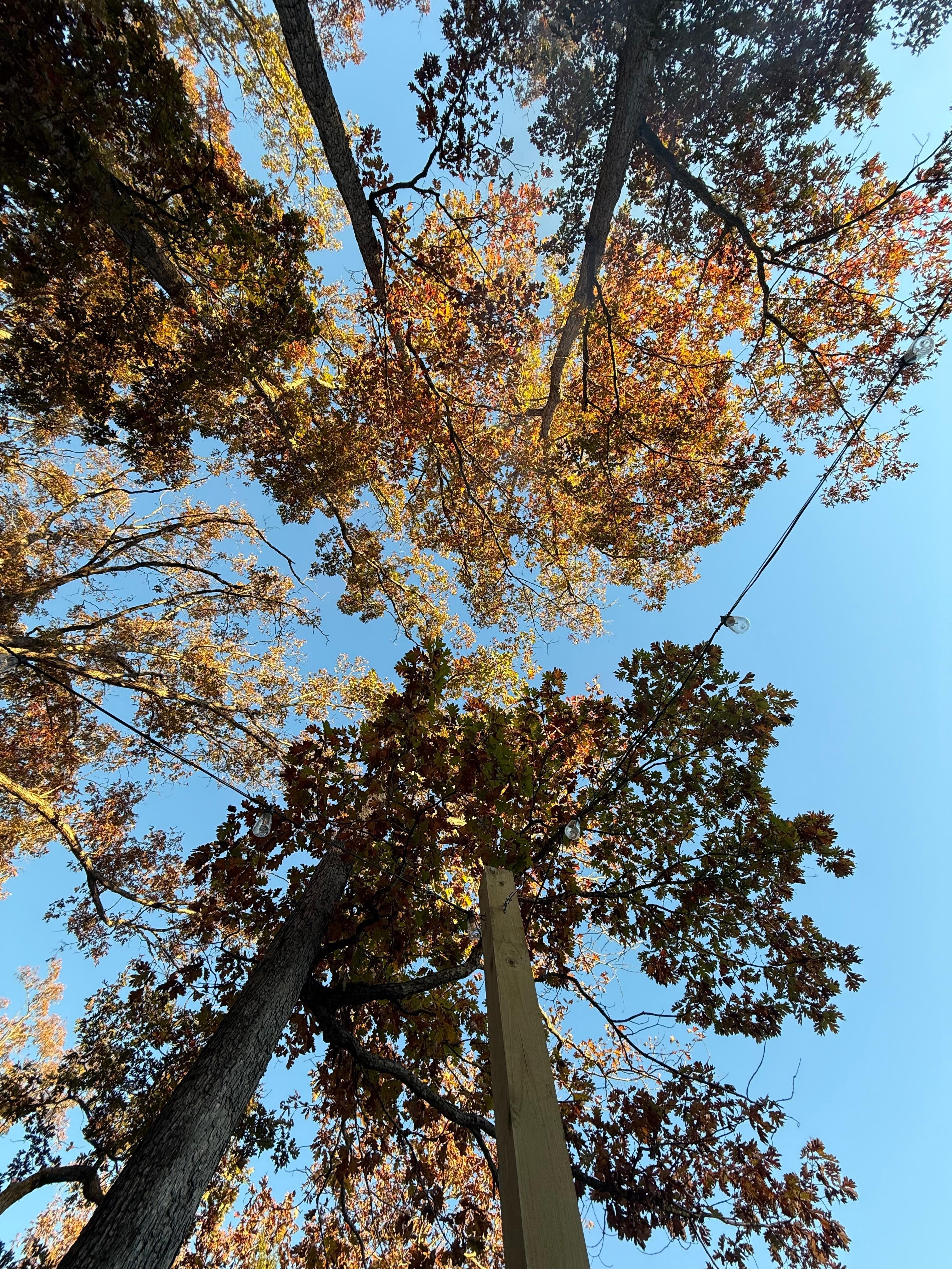 View directly above fire pit while listening to nature with sounds of wood crackling in the fire pit. 