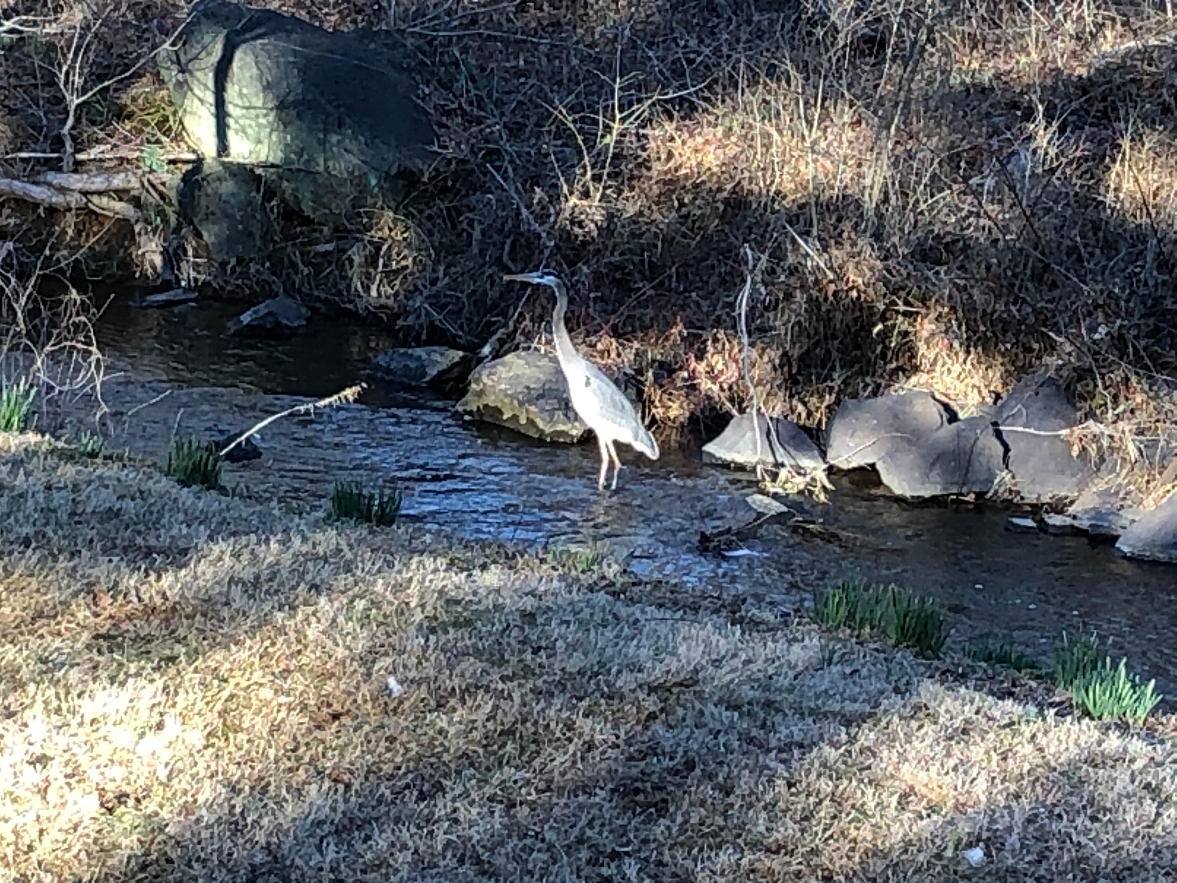 A heron fishing