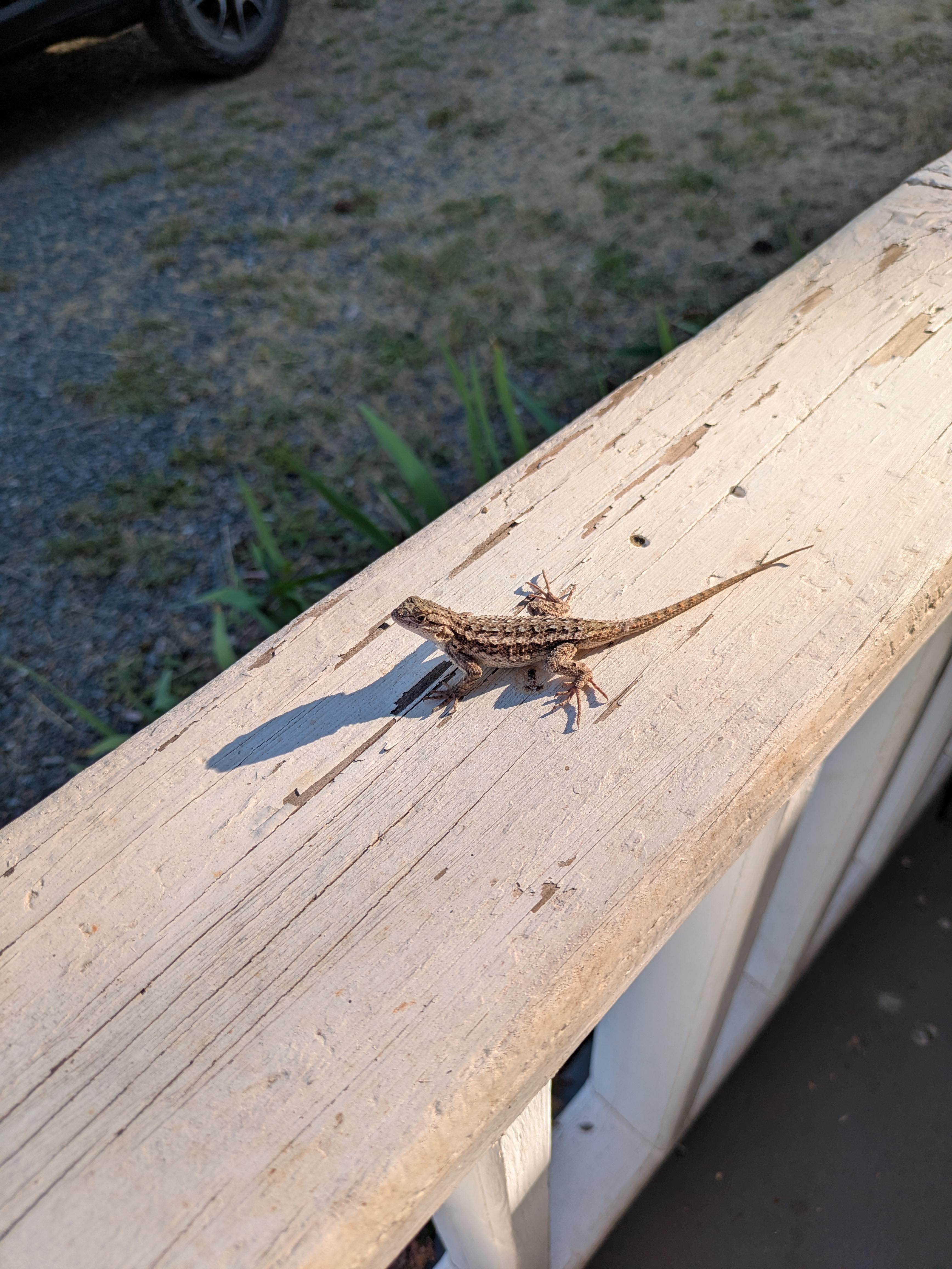 Lizard getting morning sun on the front railing.