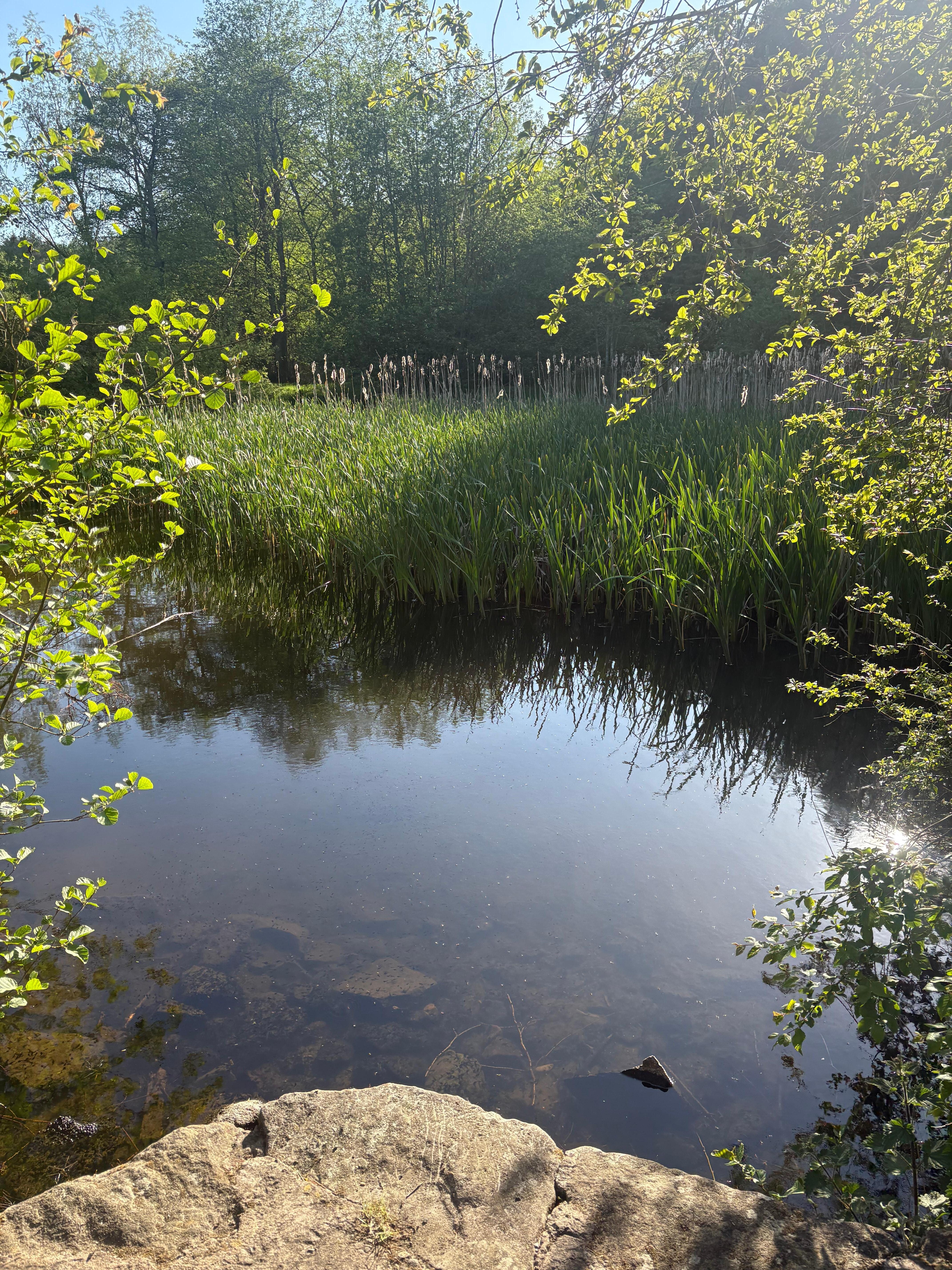 Wooler Common 