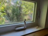 This is a picture of one of the lizards. This guy is hanging out on the window over the bed.