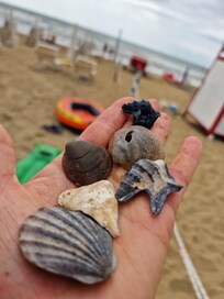 Muschelsammler- Herz schlägt hier höher