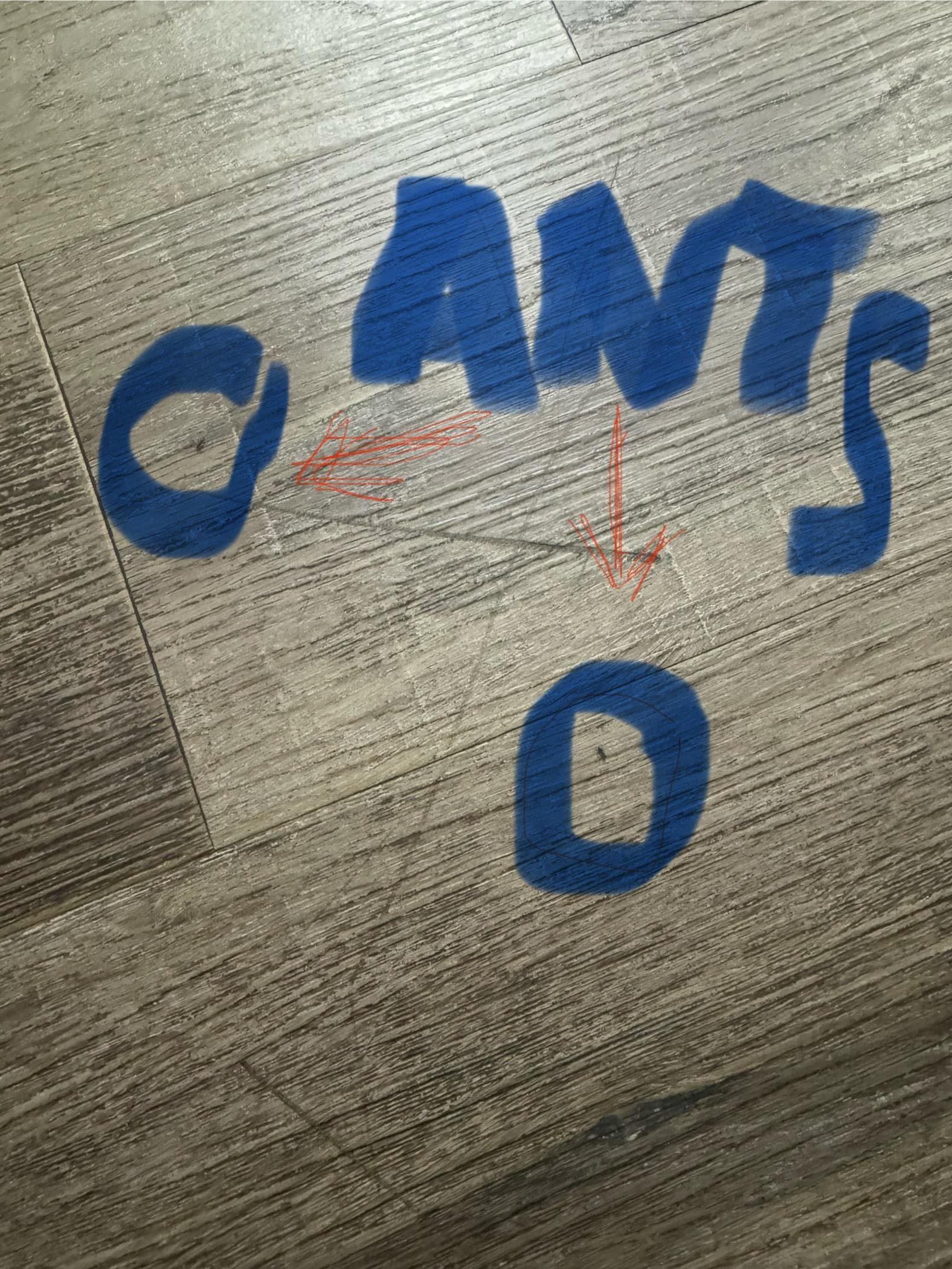 Ants roaming the floor.
