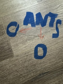 Ants roaming the floor.