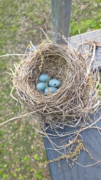 Robin's nest on the deck railing