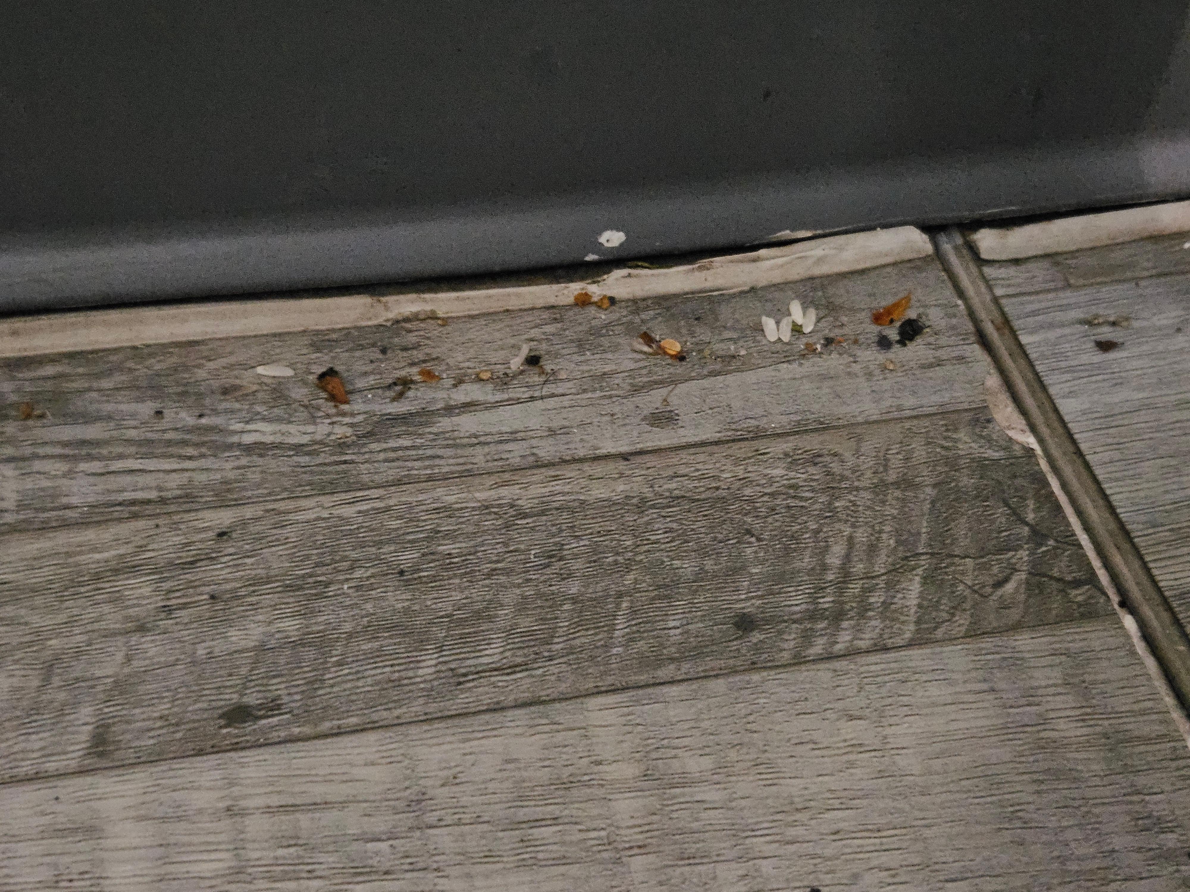 Cracker crumbs amd rice drom previous occupants