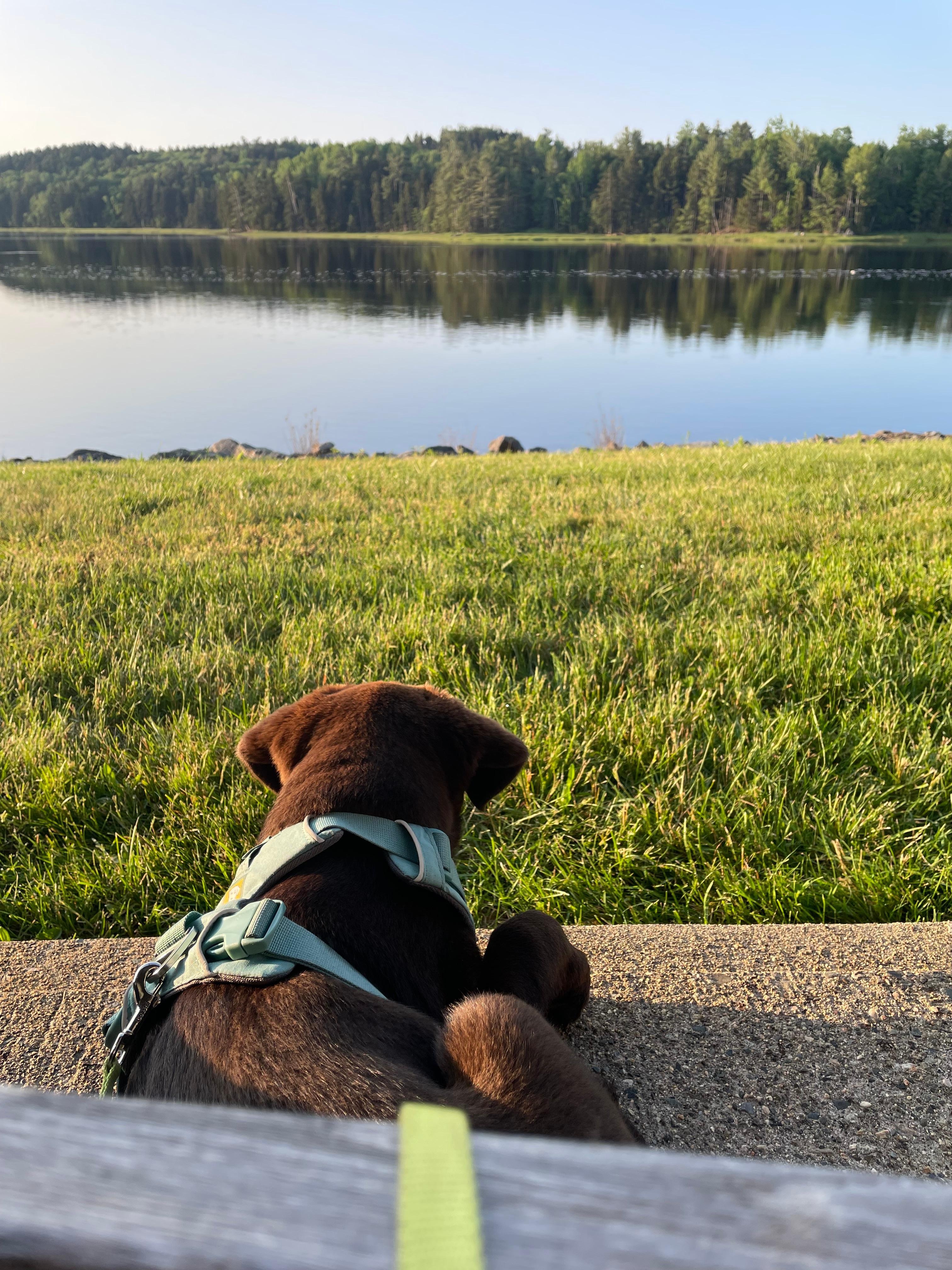 Pup enjoying the scenery